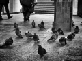 2012_img_1244
