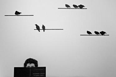 Birds