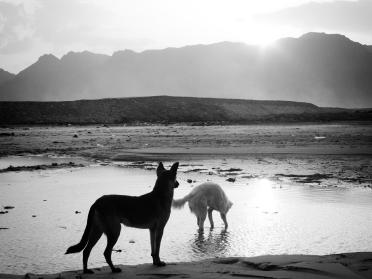 Dogs