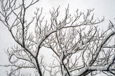 Snowtree